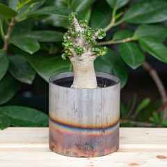 ※ Only selling the pots